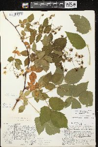 Rubus allegheniensis var. allegheniensis image