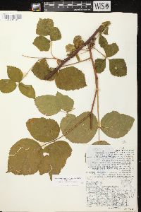 Rubus allegheniensis var. allegheniensis image