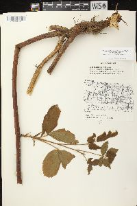 Rubus allegheniensis var. allegheniensis image