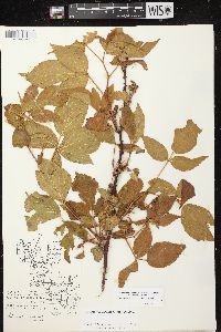 Rubus allegheniensis var. allegheniensis image