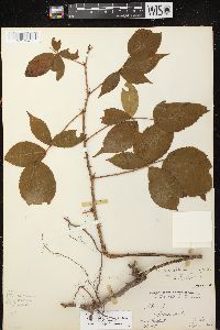 Rubus allegheniensis var. allegheniensis image