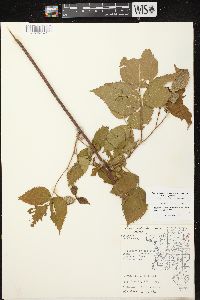 Rubus allegheniensis var. allegheniensis image