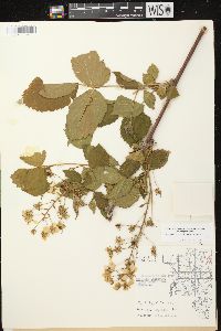 Rubus allegheniensis var. allegheniensis image