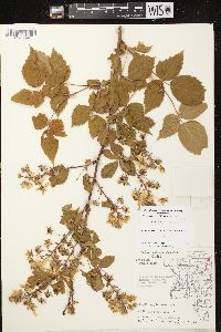 Rubus allegheniensis var. allegheniensis image