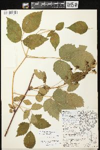 Rubus allegheniensis var. allegheniensis image