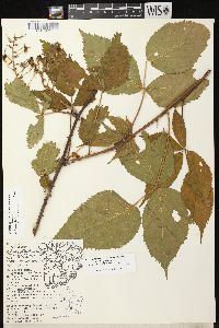 Rubus allegheniensis var. allegheniensis image