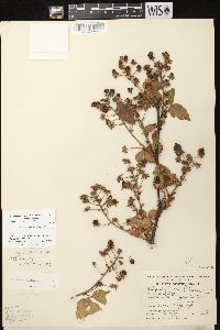 Rubus allegheniensis var. allegheniensis image