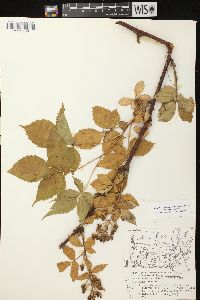 Rubus allegheniensis var. allegheniensis image