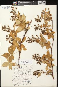 Rubus allegheniensis var. allegheniensis image