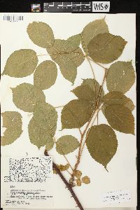 Rubus allegheniensis var. allegheniensis image