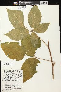 Rubus allegheniensis var. allegheniensis image