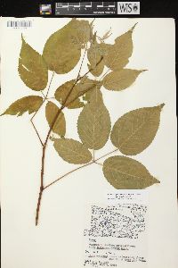 Rubus allegheniensis var. allegheniensis image