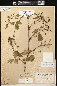 Rubus allegheniensis var. allegheniensis image