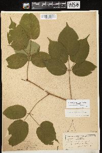 Rubus allegheniensis var. allegheniensis image