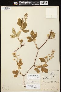 Rubus allegheniensis var. allegheniensis image