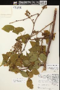 Rubus allegheniensis var. allegheniensis image