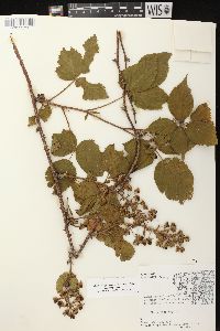 Rubus allegheniensis var. allegheniensis image