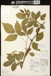 Rubus alumnus image