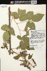 Rubus alumnus image