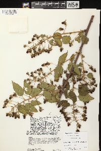 Rubus alumnus image