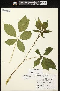 Rubus canadensis image