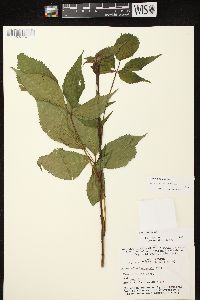 Rubus canadensis image