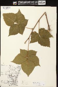 Rubus frondosus image