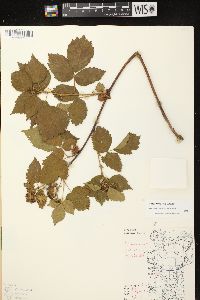 Rubus frondosus image