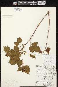 Rubus frondosus image