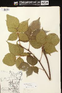 Rubus frondosus image