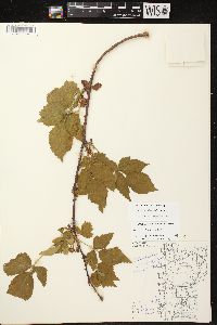 Rubus ithacanus image