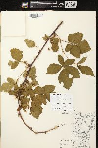 Rubus ithacanus image