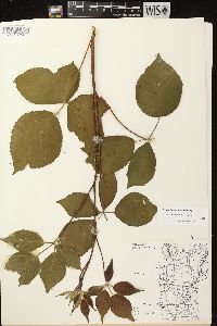 Rubus ithacanus image