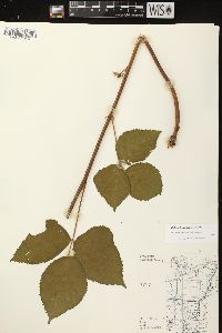 Rubus ithacanus image