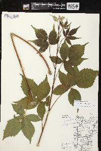 Rubus recurvans image