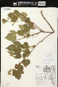 Rubus recurvans image