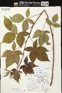 Rubus recurvans image