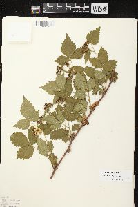 Rubus recurvans image