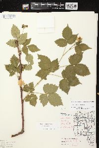 Rubus recurvans image