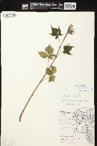 Rubus recurvans image