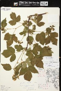 Rubus recurvans image