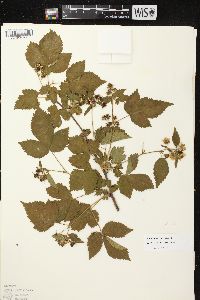 Rubus recurvans image