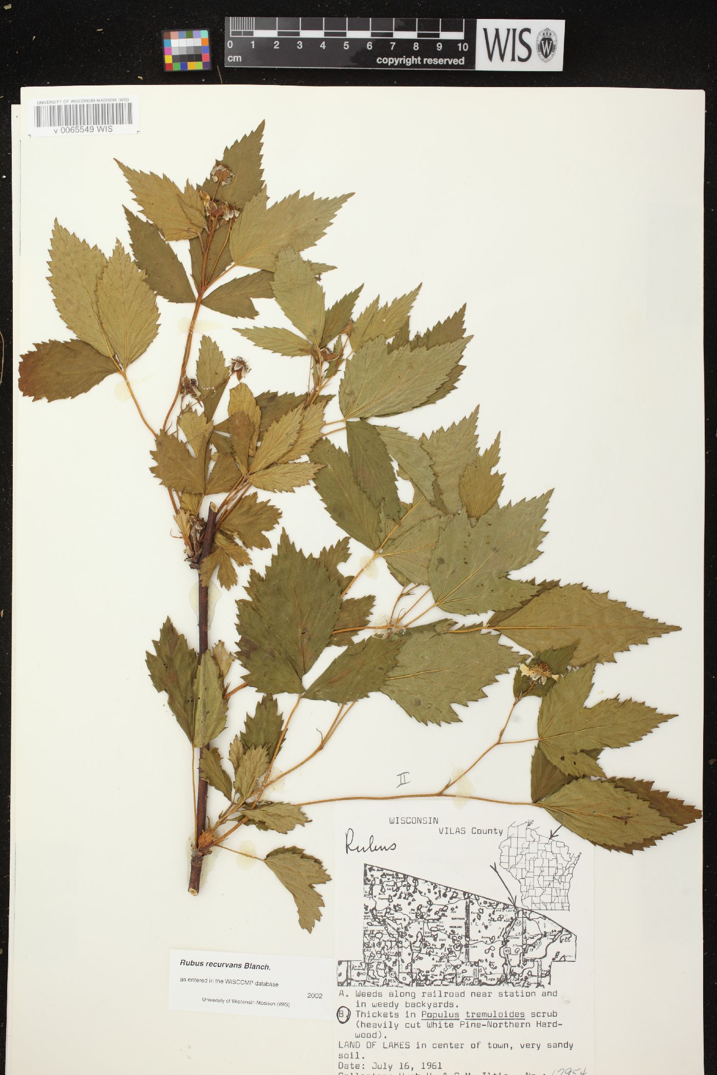 Rubus recurvans image