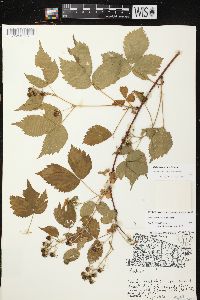 Rubus recurvans image