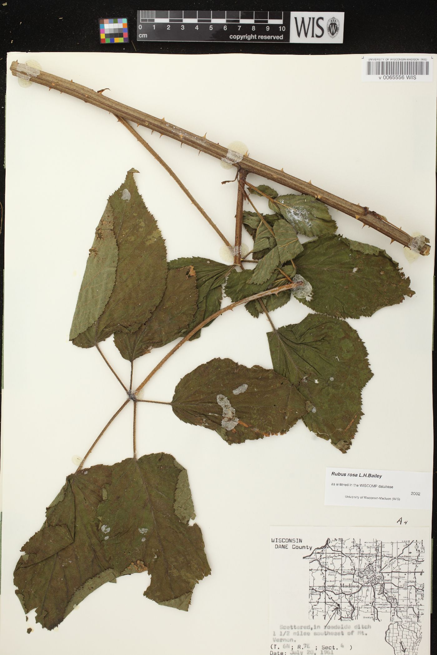 Rubus rosa image