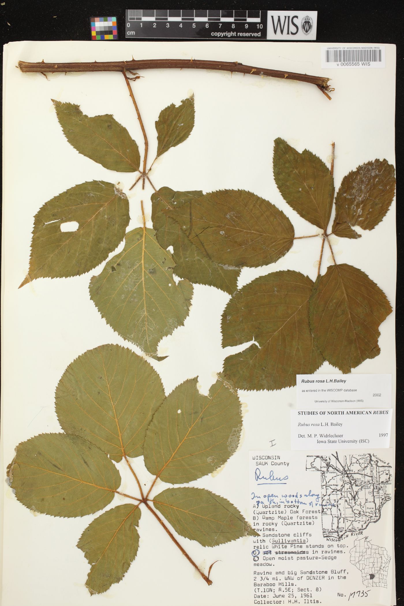 Rubus rosa image