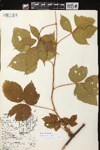 Rubus rosa image