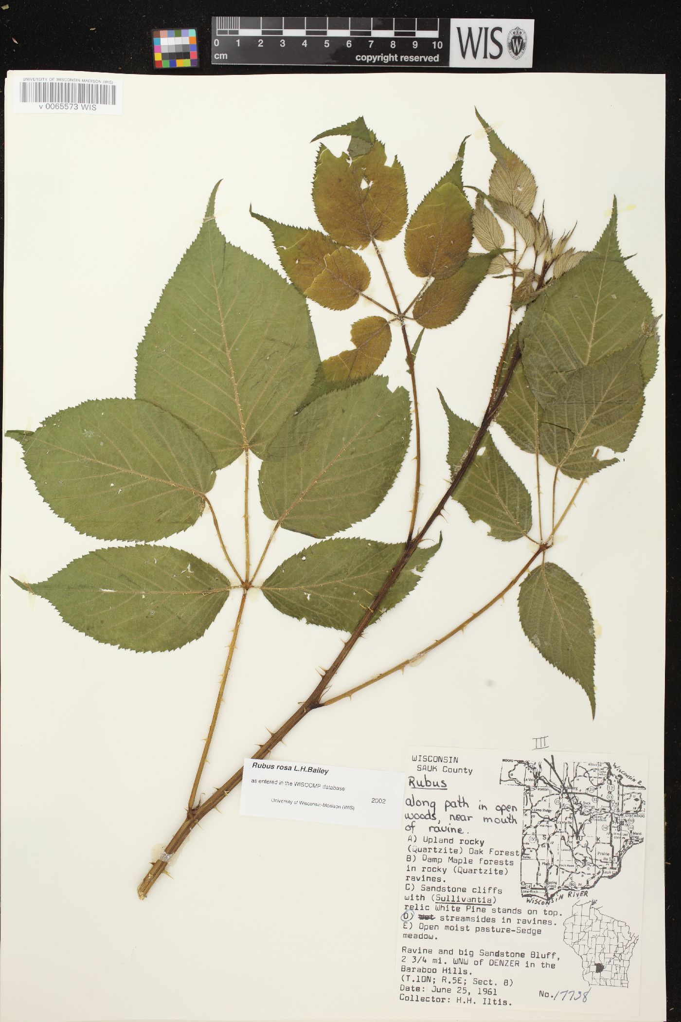 Rubus rosa image