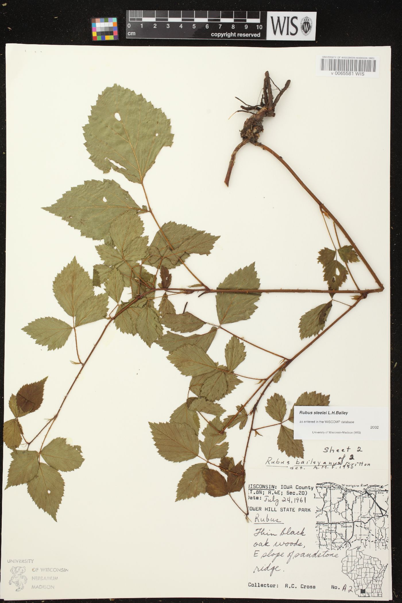 Rubus steelei image