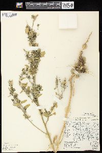 Chenopodium standleyanum image